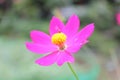 Macro shot of a beautiful and vibrantÃ¢â¬â¹ Ã¢â¬â¹cosmos flowersÃ¢â¬â¹ inÃ¢â¬â¹ rainyÃ¢â¬â¹ day. PinkÃ¢â¬â¹ cosmos flowers on a green background. In Royalty Free Stock Photo